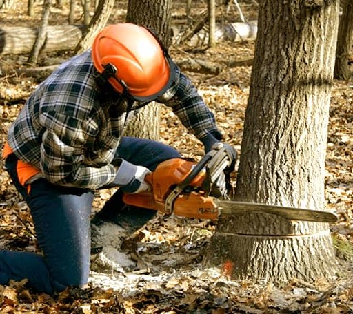 Tree Removal in Trevor, WI